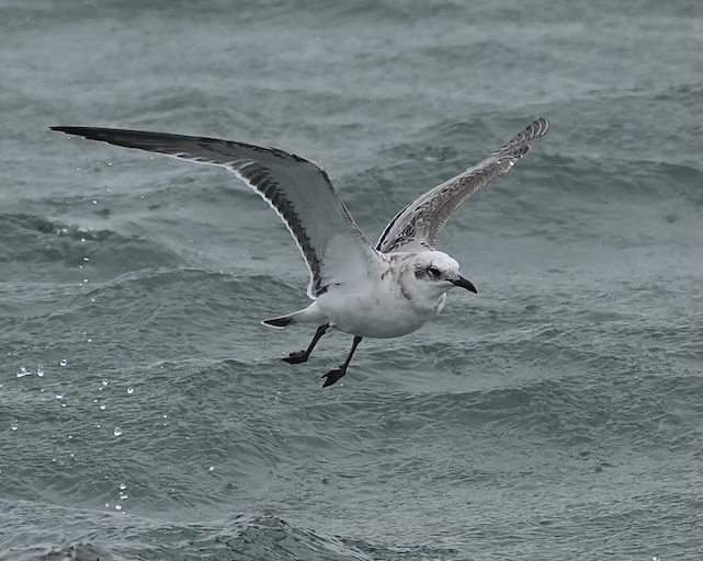 Mediterranean gull